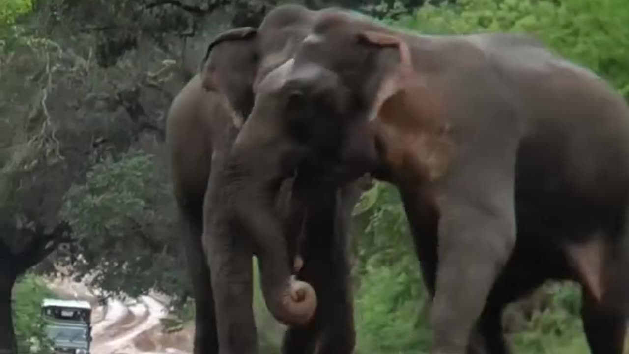 wild showdown as two elephants prove their power in Yala National Park