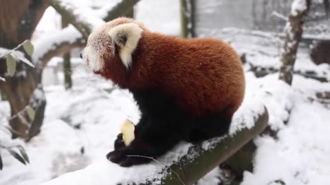 Otters and red pandas make the most of snow day at Zoo Knoxville