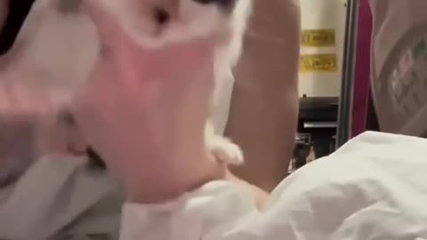 Funny Pets Compilation 1