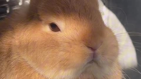 The Little Brown Rabbit: Hazel, the Charming Rural Pet