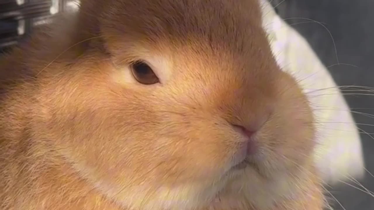 The Little Brown Rabbit: Hazel, the Charming Rural Pet