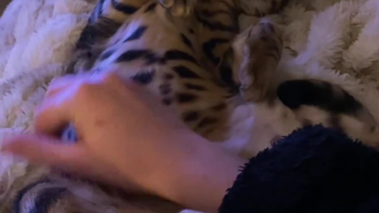 Love the belly rubs 😻