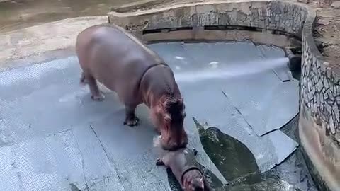 Vietnam zoo (Part 2) - cute baby hippo