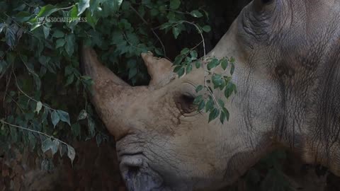 Oldest rhino in the United States 'Dolly' dies at Knoxville zoo at age 56