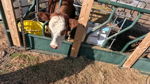 Meet Lil' Beef