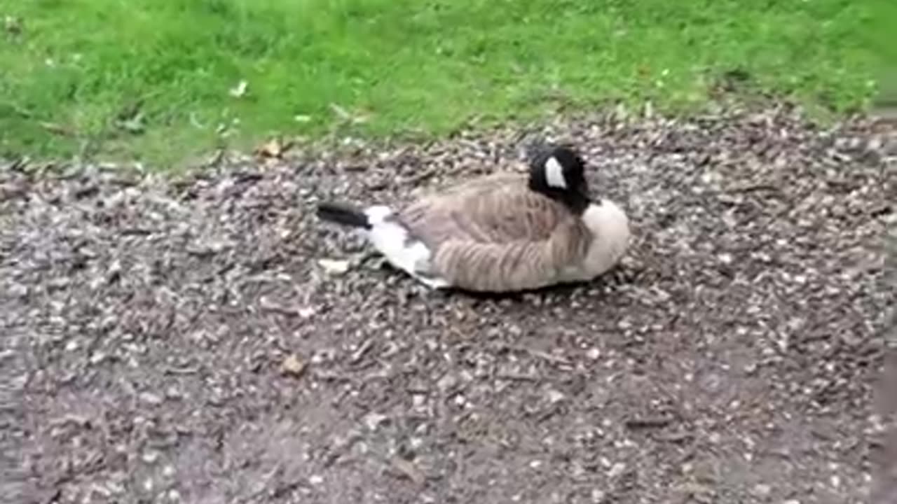 Canadian Geese Resting In The Park