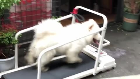 The dog’s treadmill for weight loss