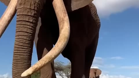 Majestic Growth of Wild Animals