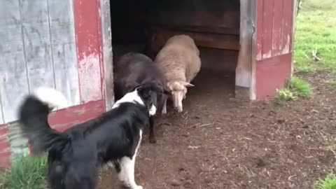 Tippy first time in with the sheep