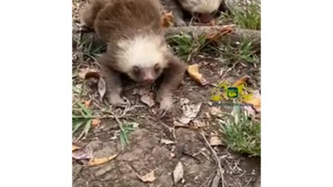 Hilarious Animal Antics: Crazy Moments You’ll Absolutely Love! 🐾😂 #Shorts |Animal Attacks