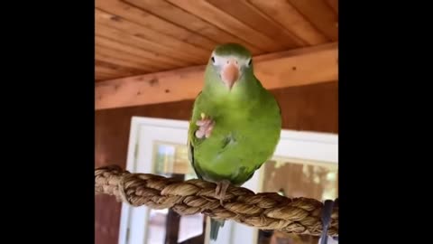 Parrot eating food cyut moments video