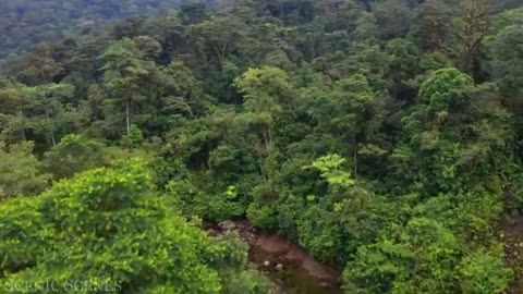 AMAZON 4k- THE WORLD 🌎 LARGEST TROPICAL RAINFOREST 🫧