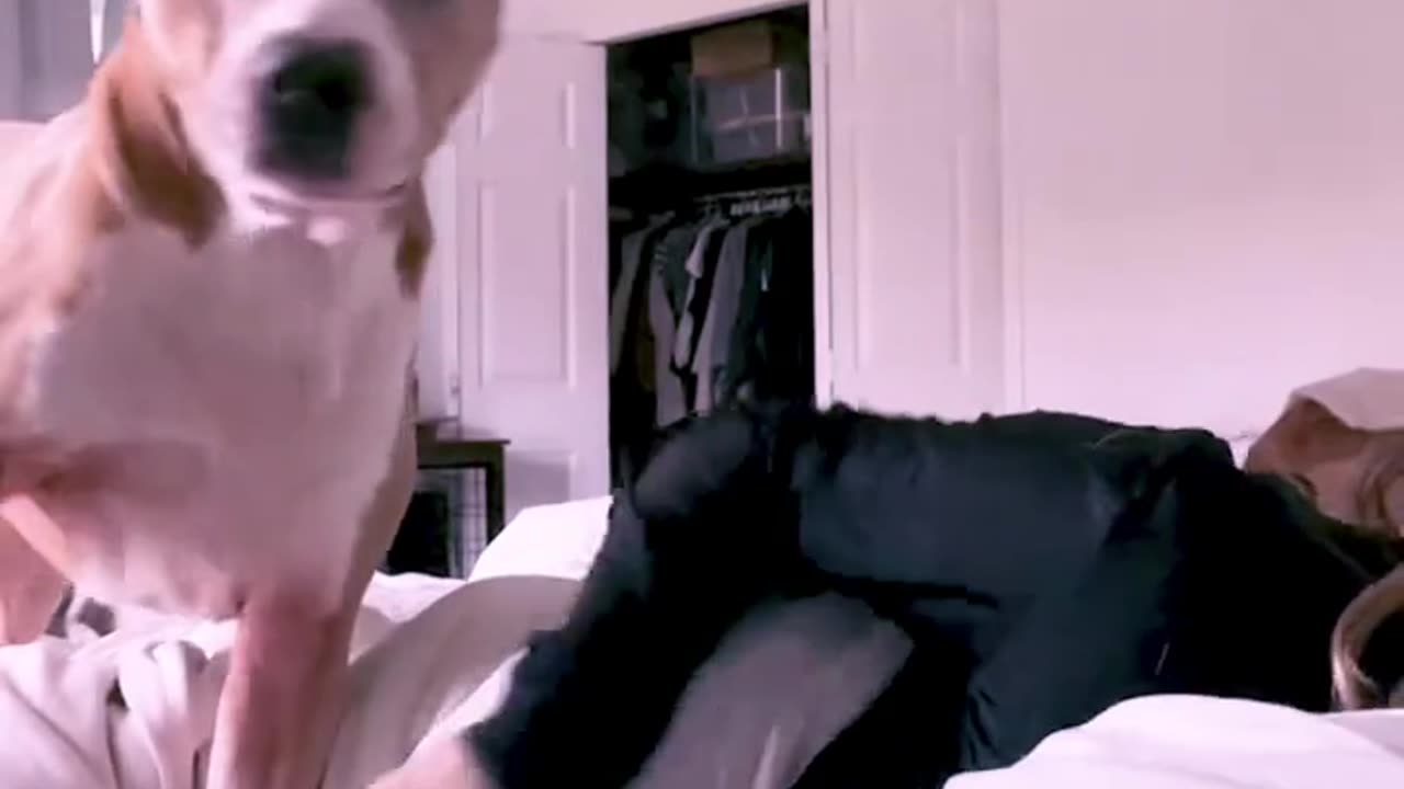 How dogs are wake up you