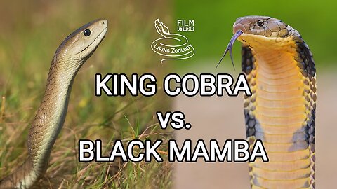 King cobra vs. Black mamba - Battle of the deadly snakes