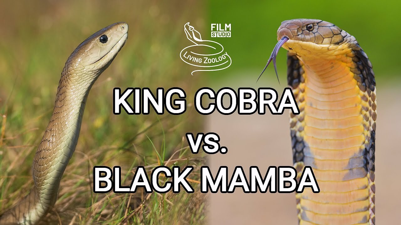 King cobra vs. Black mamba - Battle of the deadly snakes