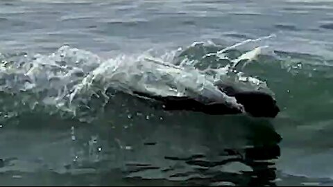 Surfing Seal off coast of Coronado Beach California - Surfer's Rule