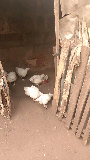 help me grow my business