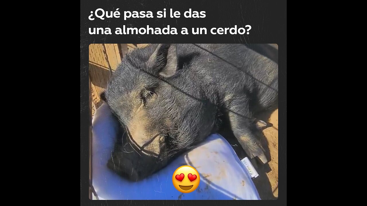 Cerdo de 14 años recibe una almohada por primera vez en su vida