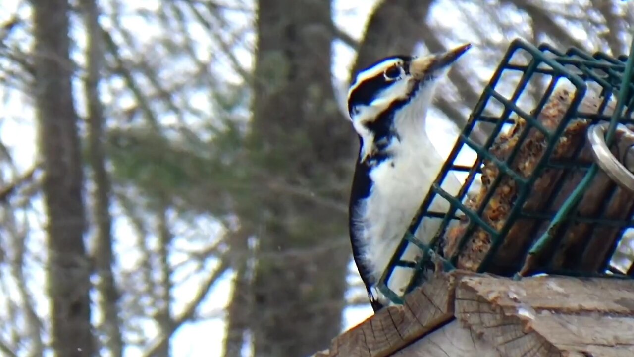 Hairy Woodpecker