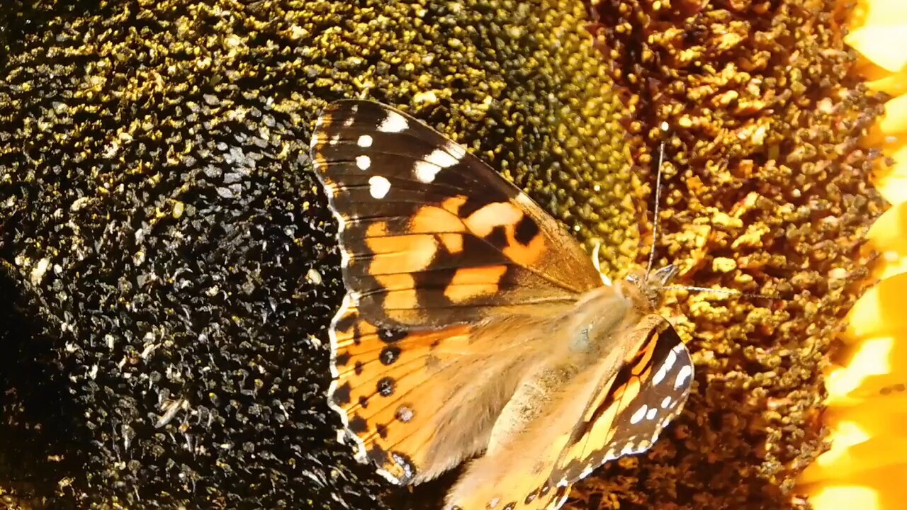 Fluttering Beauty: The Magic of a Yellow Butterfly 🦋💛