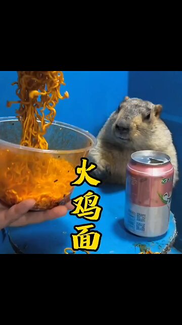 tell me in the comments this animal name