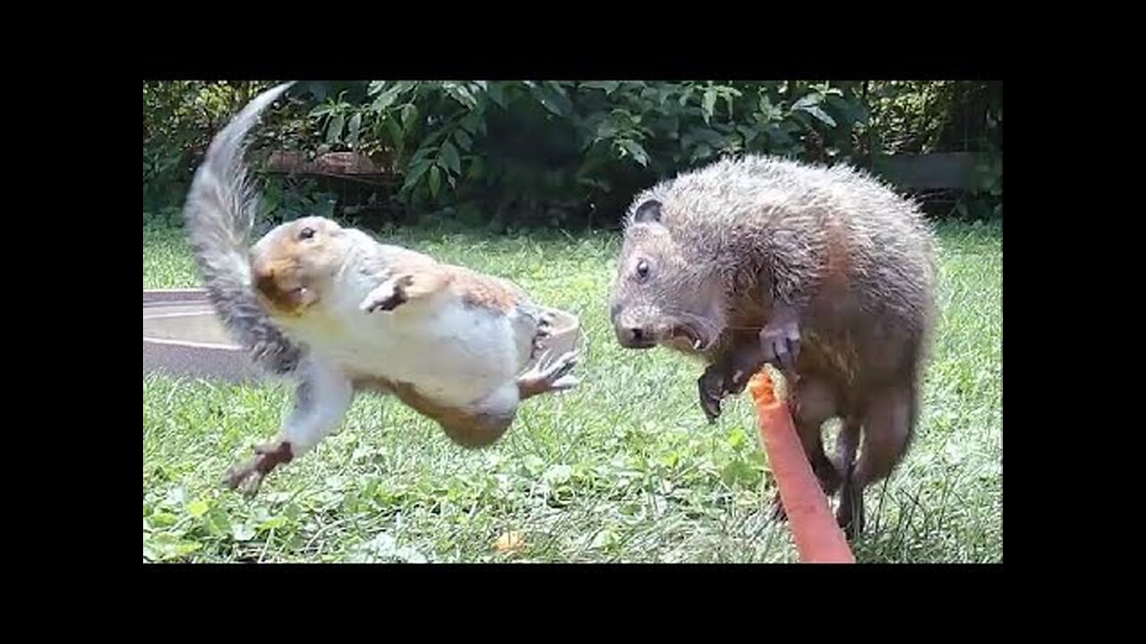 Squirrel dropkicks groundhog