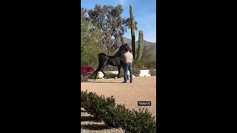 beutiful horse