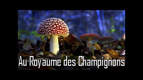 Au royaume des champignons - Documentaire - HD [Flokossama]