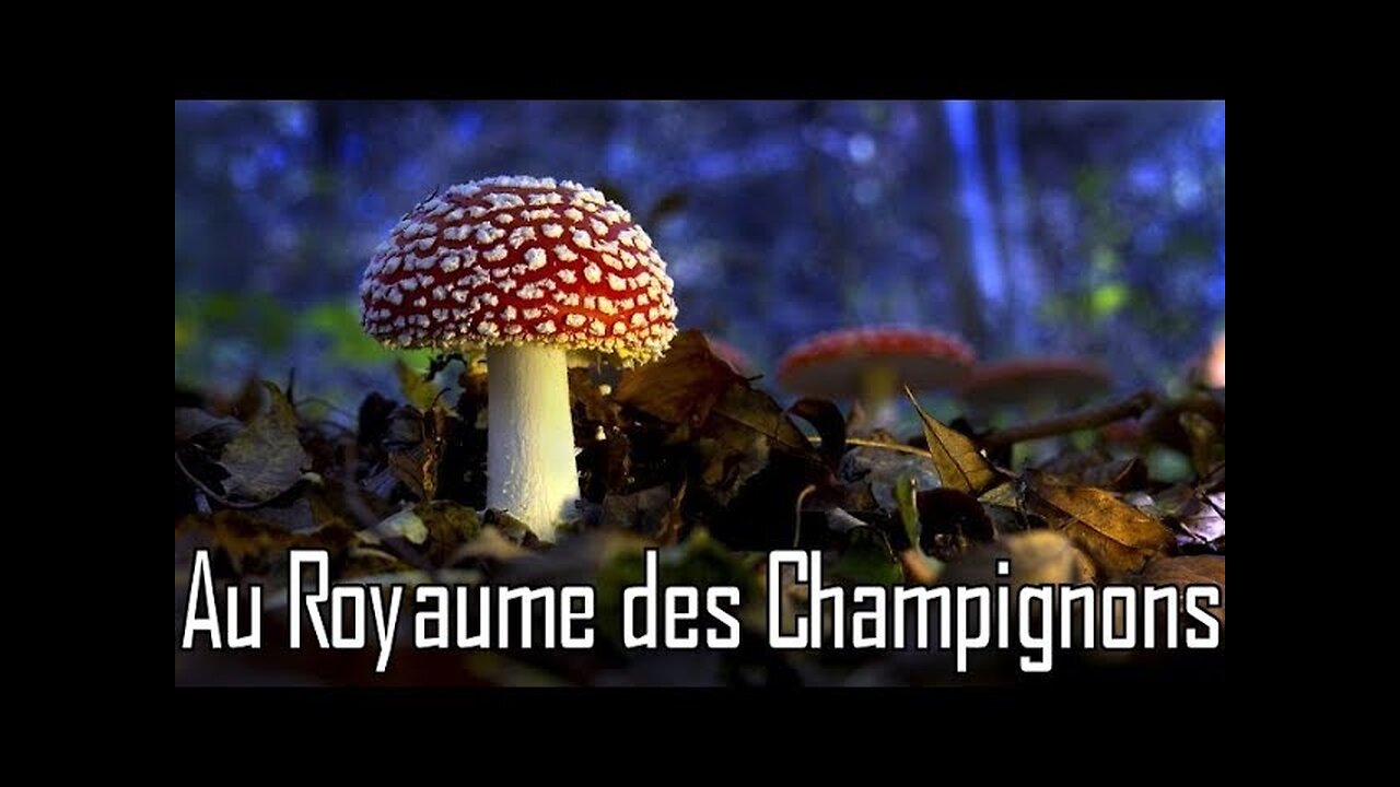 Au royaume des champignons - Documentaire - HD [Flokossama]