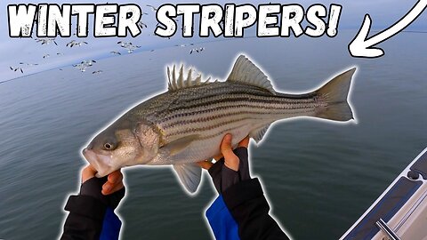 Winter Fishing For STRIPED BASS On The Chesapeake Bay! | Light Tackle Jigging!