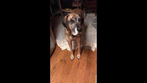 Great Dane Talking