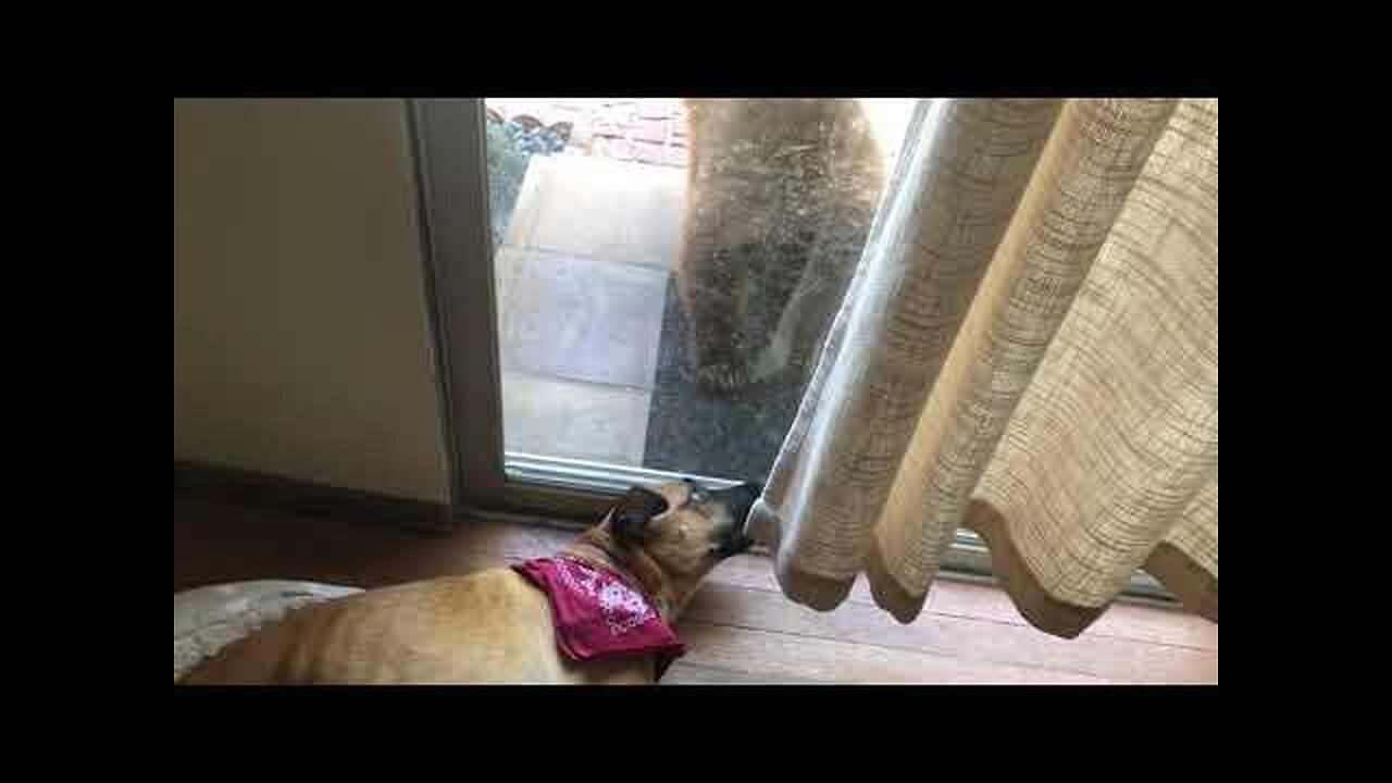 Dog Gets Shocked After Waking Up to Bear Outside Staring at Them Through Glass Door