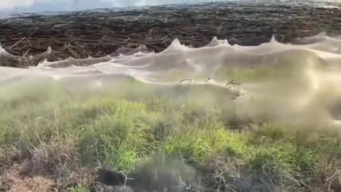 These silky sheets are actually spider webs that formed in Australia, 2021