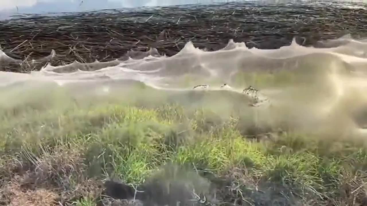 These silky sheets are actually spider webs that formed in Australia, 2021