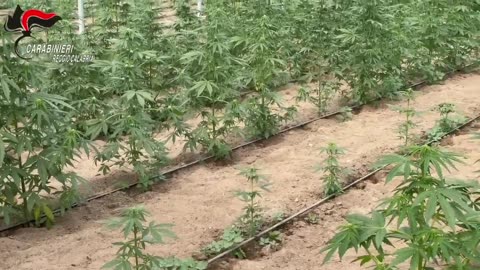 Reggio Calabria - Smantellata fabbrica della droga 1800 piante di marijuana (15.02.25)