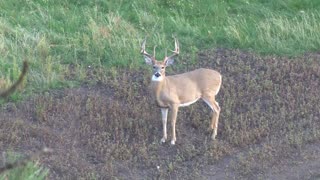 Black Hills Monster