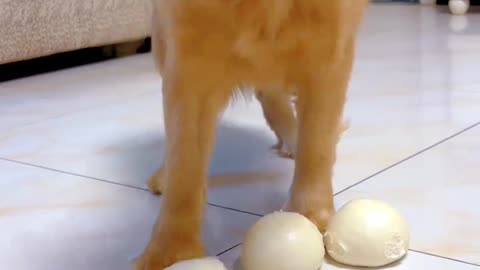 "How long has this big Golden Retriever been hungry; eating so fast."