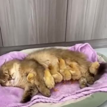 Please Give Us Our Babies 😃😃😄