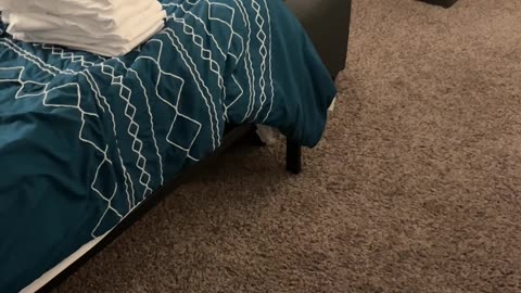 Dog Runs Circles Beneath Bed