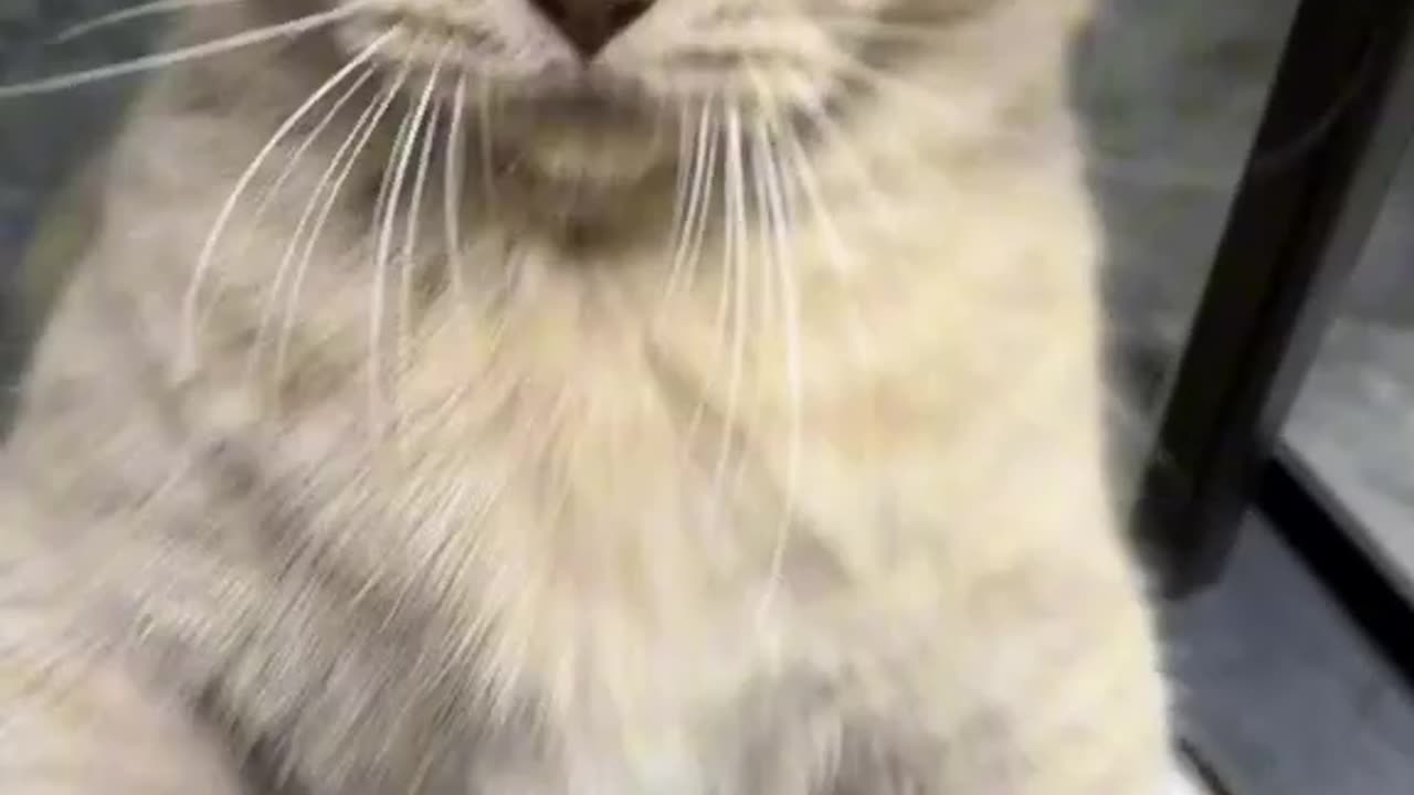 Cute cat video