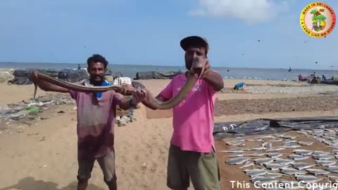 Shaw's Sea Snake Fish _ Fishing Life Sir Lanka