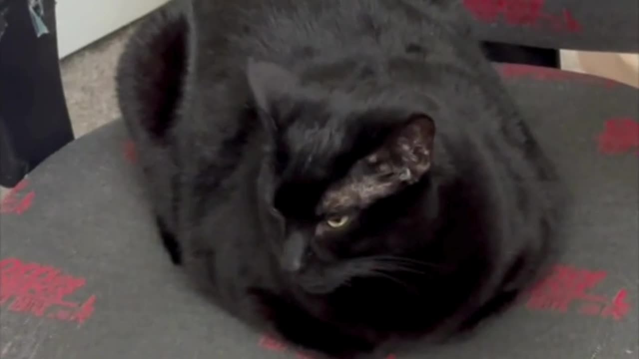 Cute Precious Piper Has a Quiet Day at the Office - Adopting a Cat from a Shelter Vlog #shorts