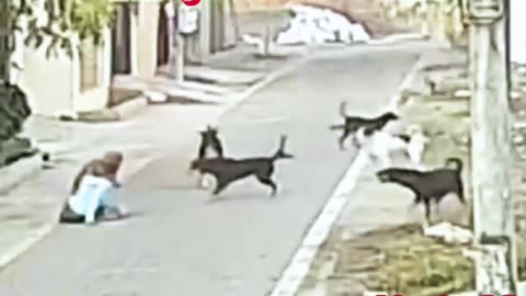 DOGS ATTACK A WOMAN AND NO ONE HELPS HER