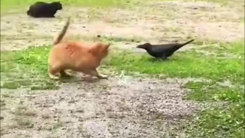 funny cat vid