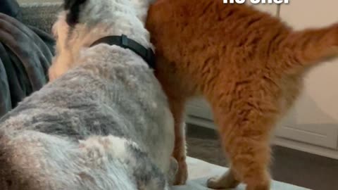 Dog vs. Cat: The Snuggle Showdown