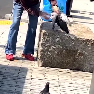 Migrant grabbing a pigeon in public........ starts plucking its feathers for cooking