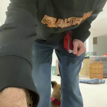 Belgian Malinois 9wks training