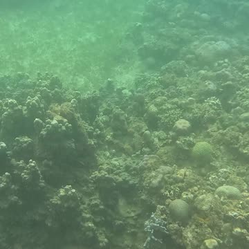 Dive into Serenity, A Morning Snorkeling Adventure