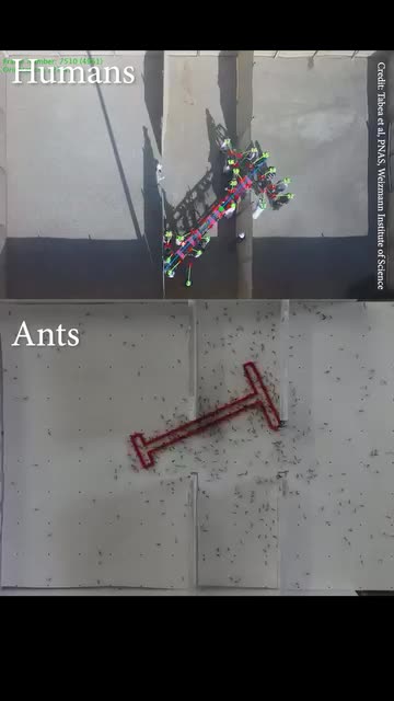 Ants Vs Humans: Problem solving skills.