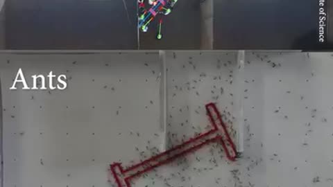 Ants Vs Humans: Problem solving skills.